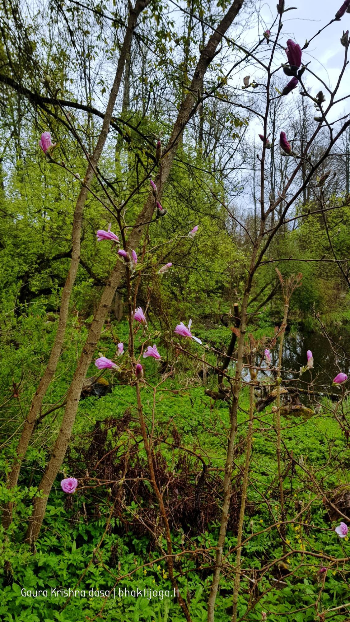  skinderiskio dendrologinis parkas 2021 05 08